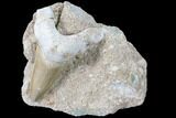 Otodus Shark Tooth Fossil In Rock - Eocene #87012-1